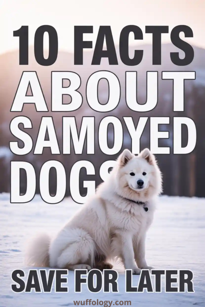 “White fluffy Samoyed dog sitting outdoors in a snowy landscape with bold text reading ‘10 Facts About Samoyed Dogs – Save for Later,’ highlighting Dog Facts about Samoyed Dogs, a popular Big Dog Breed known for its fluffy coat and friendly personality