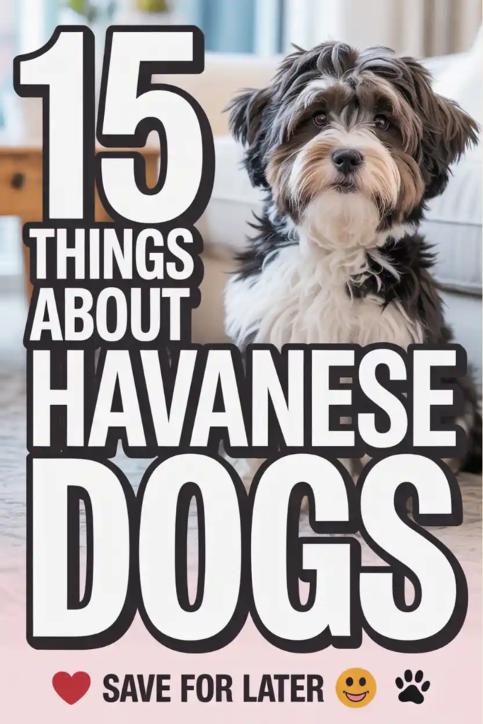 “Fluffy black and white Havanese dog sitting indoors on a couch, with bold text reading ‘15 Things About Havanese Dogs.’ Cute small dog breed known for being family-friendly, hypoallergenic, and popular among small breeds of dogs.”