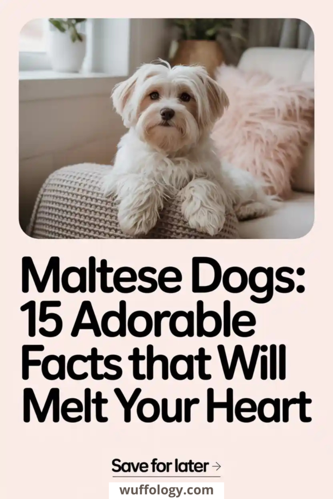 “Fluffy white Maltese dog resting on a couch in a cozy home setting, featured on a Pinterest pin titled ‘Maltese Dogs: 15 Adorable Facts That Will Melt Your Heart,’ highlighting cute Maltese breed traits and fun facts for dog lovers.”