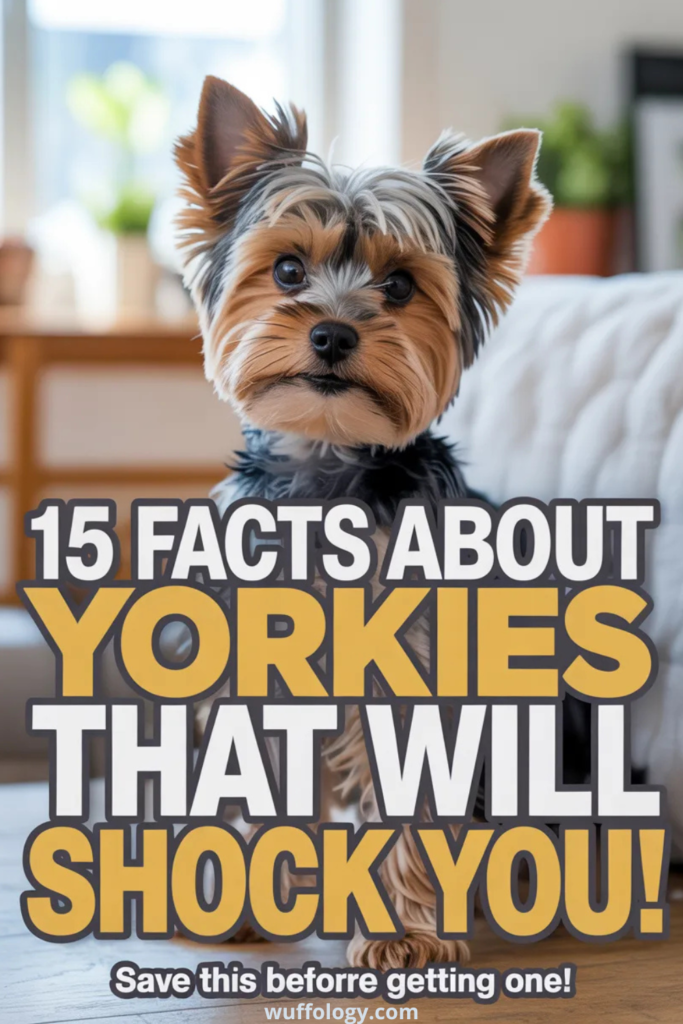 Alt text: “Small Yorkshire Terrier standing indoors on a couch, looking alert with perked ears and silky tan and gray fur. Bold text overlay reads ‘15 Facts About Yorkies That Will Shock You! Save this before getting one!’ in large contrasting letters, styled like a Pinterest pet facts graphic