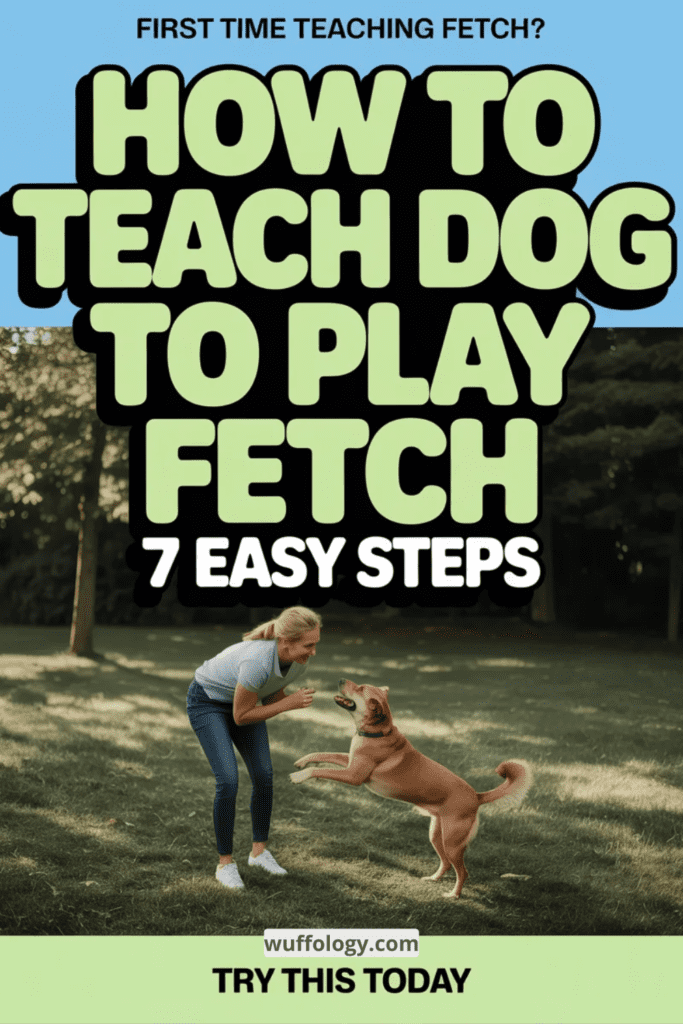 7 Frustration-Free Steps on How to Teach Dog to Play Fetch in One Afternoon