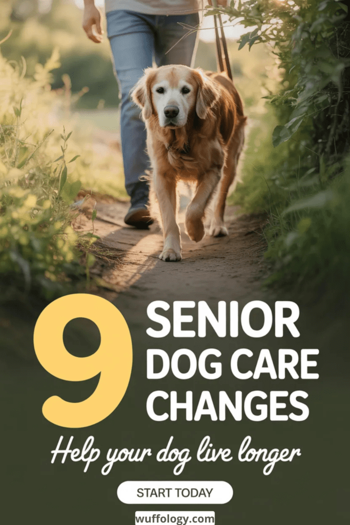 How to Care for Senior Dogs: 9 Simple Changes That Add Years to Their Life