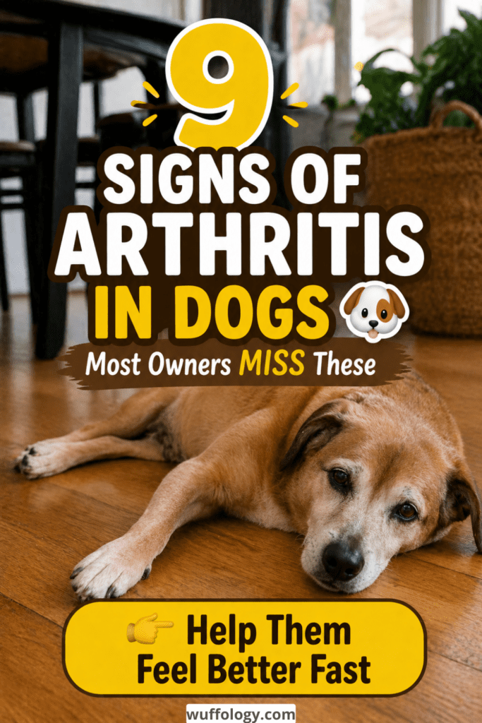 Is Your Dog in Pain? 9 Signs of Arthritis & What Actually Helps Fast