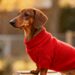 Miniature smooth dachshund wearing red sweater on ramp, side view