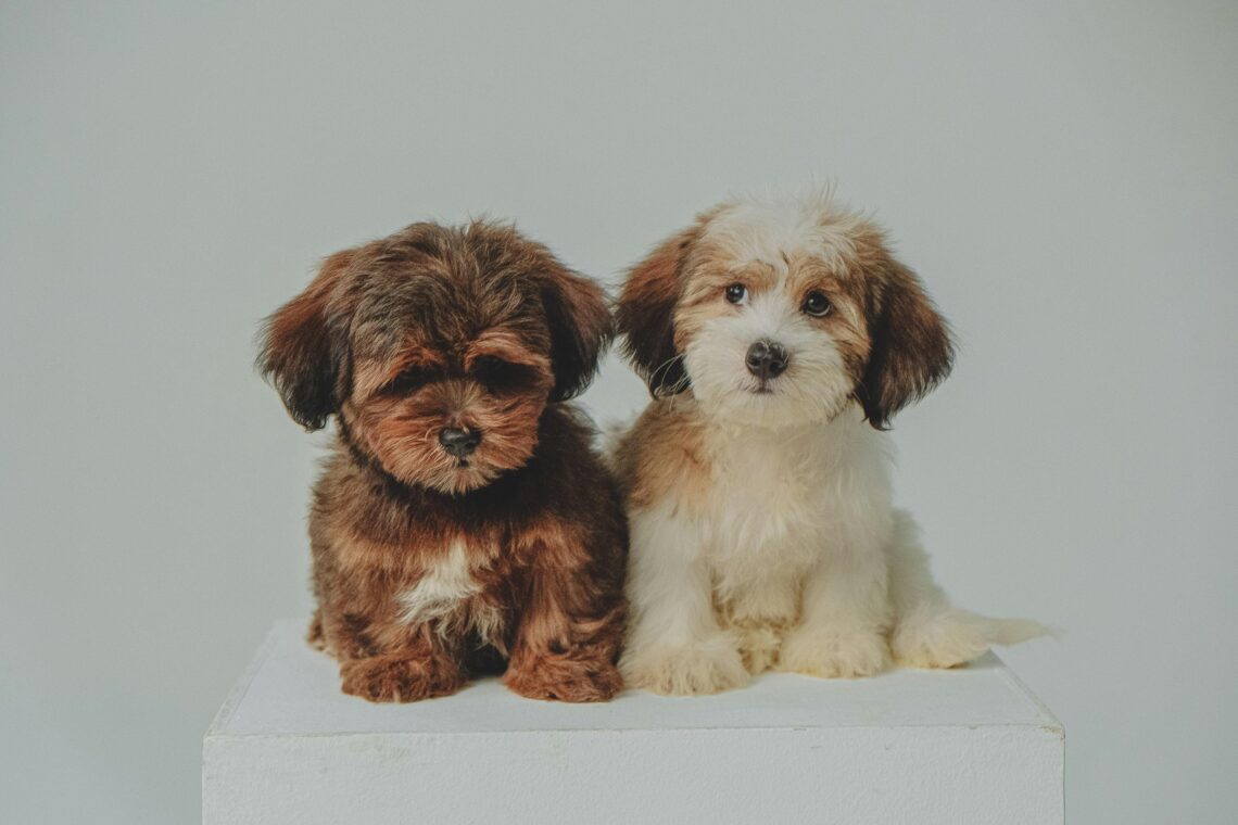2 havanese dog sitting