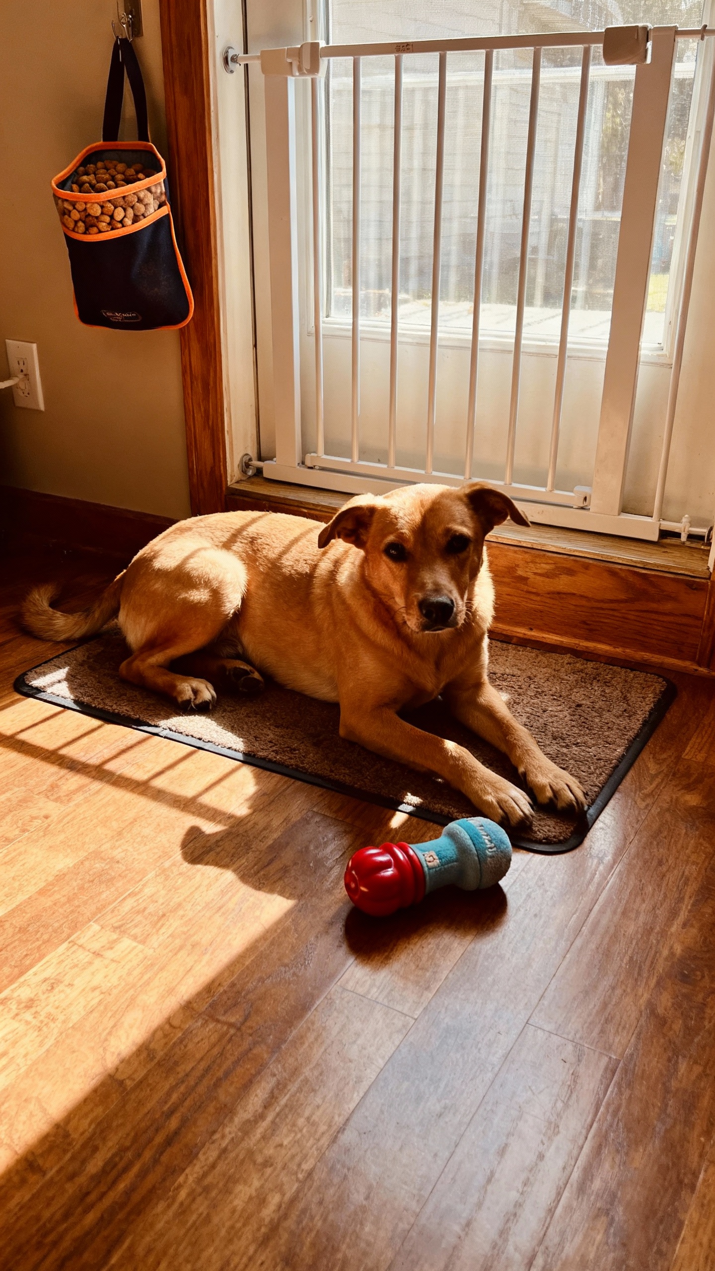 Doorbell drill scene: tan dog on mat by front door, baby gate, treat pouch, stuffed Kong chew visibl