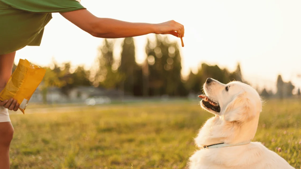 10 Dog Training Hand Signals You Can Use to Train Without Saying a Word