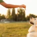 10 Dog Training Hand Signals You Can Use to Train Without Saying a Word