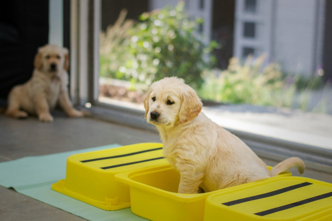 15 Puppy Potty Training Tips That Actually Work (Even for Stubborn Puppies!)