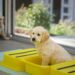 15 Puppy Potty Training Tips That Actually Work (Even for Stubborn Puppies!)
