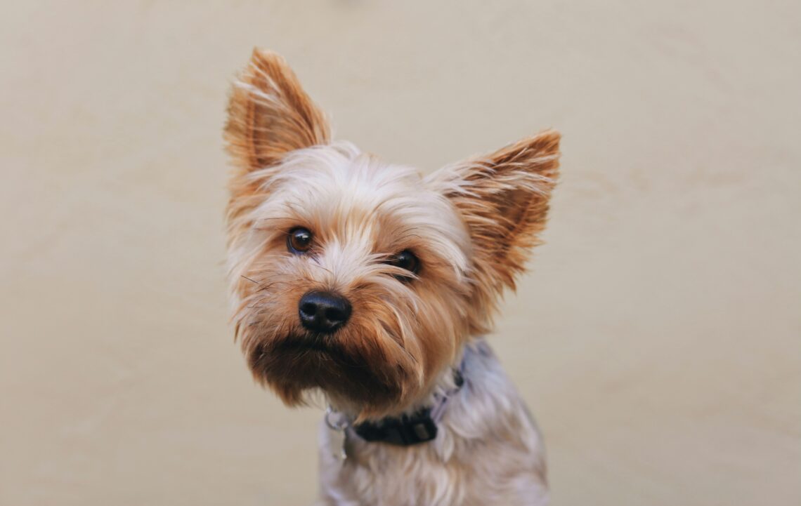 15 Facts About Yorkies That Explain Their Big Personality in a Tiny Body