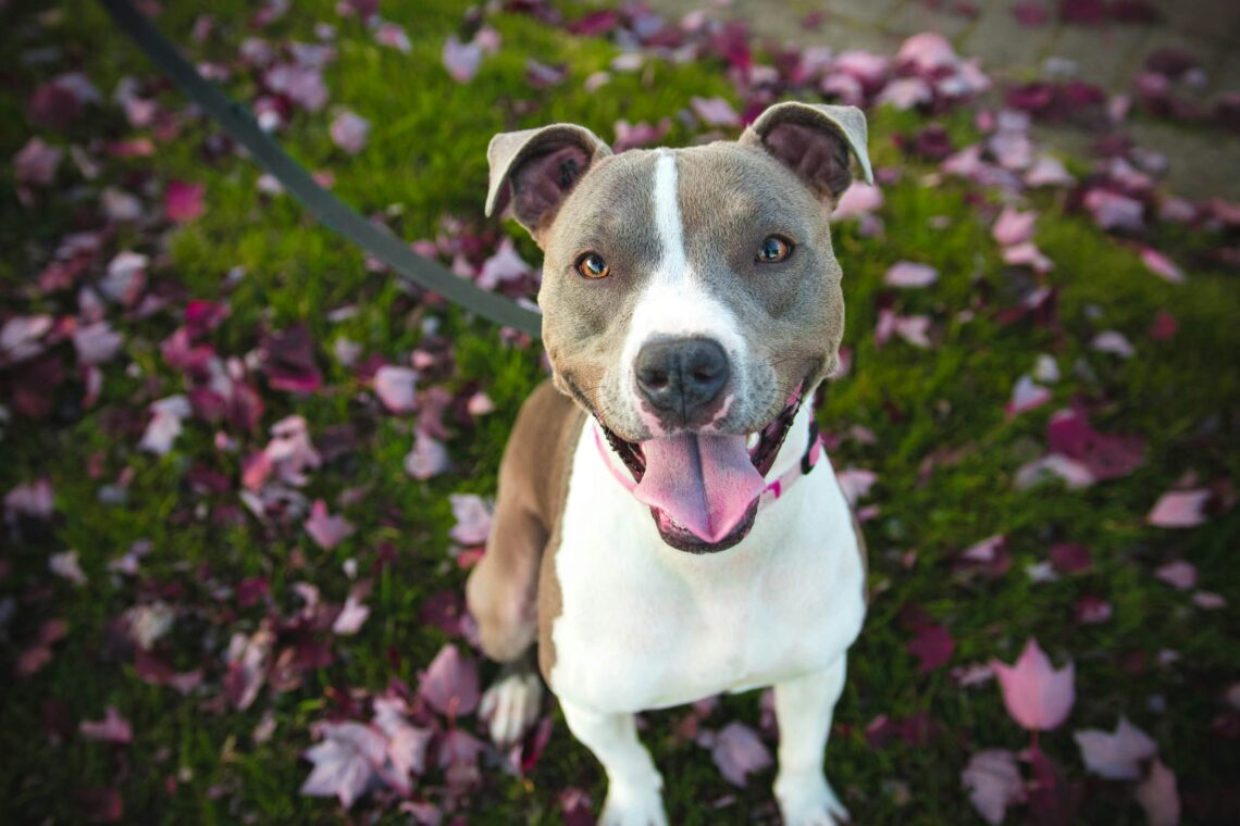 10 Pitbull Facts Every Dog Lover Should Know Most People Don’t!