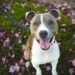 10 Pitbull Facts Every Dog Lover Should Know Most People Don’t!
