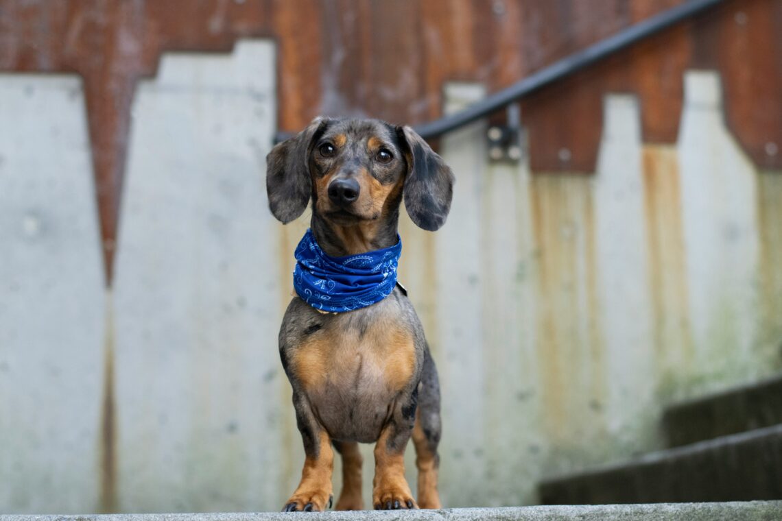 7 Reasons Dachshund Dogs Steal Hearts Everywhere They Go