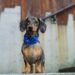 7 Reasons Dachshund Dogs Steal Hearts Everywhere They Go