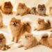 Pomeranian Dogs: 15 Adorable Facts That Explain Why Everyone Loves Them