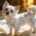 Maltese Dogs: Honest Pros and Cons Every Future Owner Should Read First
