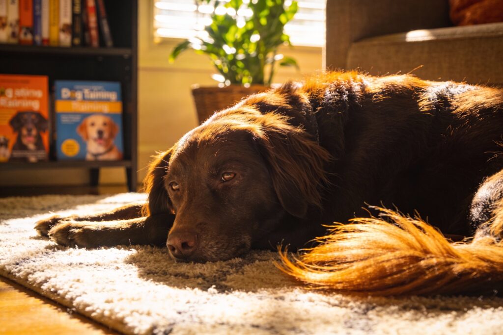 The Calm Dog Method: Teach Your Dog to Settle Without Yelling or Stress