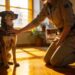 How to Stop Dog Aggression at Home Using These Vet-Approved Tips