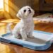 How to Potty Train a Maltese Puppy Without Accidents All Over Your House?