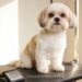 Havanese Dogs Grooming Secrets: How to Keep That Fluffy Coat Healthy Year-Round