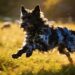 The Mudi Dog Breed Explained: Hungary’S Hidden Dog Treasure Going Viral