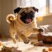 15 Pug Dog Facts That Prove These Wrinkly Babies Are Pure Chaos & Love