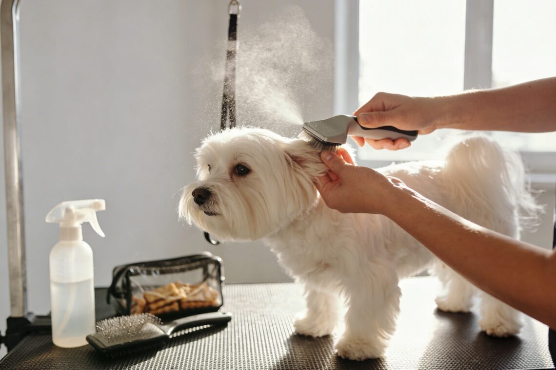 Maltese Dogs Grooming at Home: the 15-Minute Routine That Prevents Mats for Good