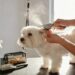 Maltese Dogs Grooming at Home: the 15-Minute Routine That Prevents Mats for Good