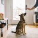 Want to Be a Responsible Dog Owner? 10 Things Most People Get Wrong Exposed