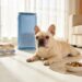 French Bulldog Allergies Survival Guide: Real Fixes That Actually Work