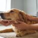 10 Healing Massage Points for Dogs to Relieve Stress, Pain & Tension Naturally