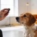How to Use a Clicker for Dog Training: the Positive Training Trick Pro Trainers Swear by