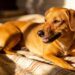 How to Treat Dog Skin Allergies Without Expensive Vet Bills