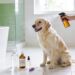 5 Diy Dog Deodorizing Spray Hacks That Make Your Pup Smell Amazing All Day