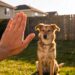 Stop Yelling! 15 Powerful Hand Commands for Dogs That Get Instant Results Now