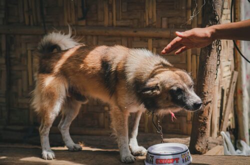 5 Hidden Signs of Dehydration in Dogs That Can Turn Dangerous Overnight