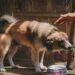 5 Hidden Signs of Dehydration in Dogs That Can Turn Dangerous Overnight