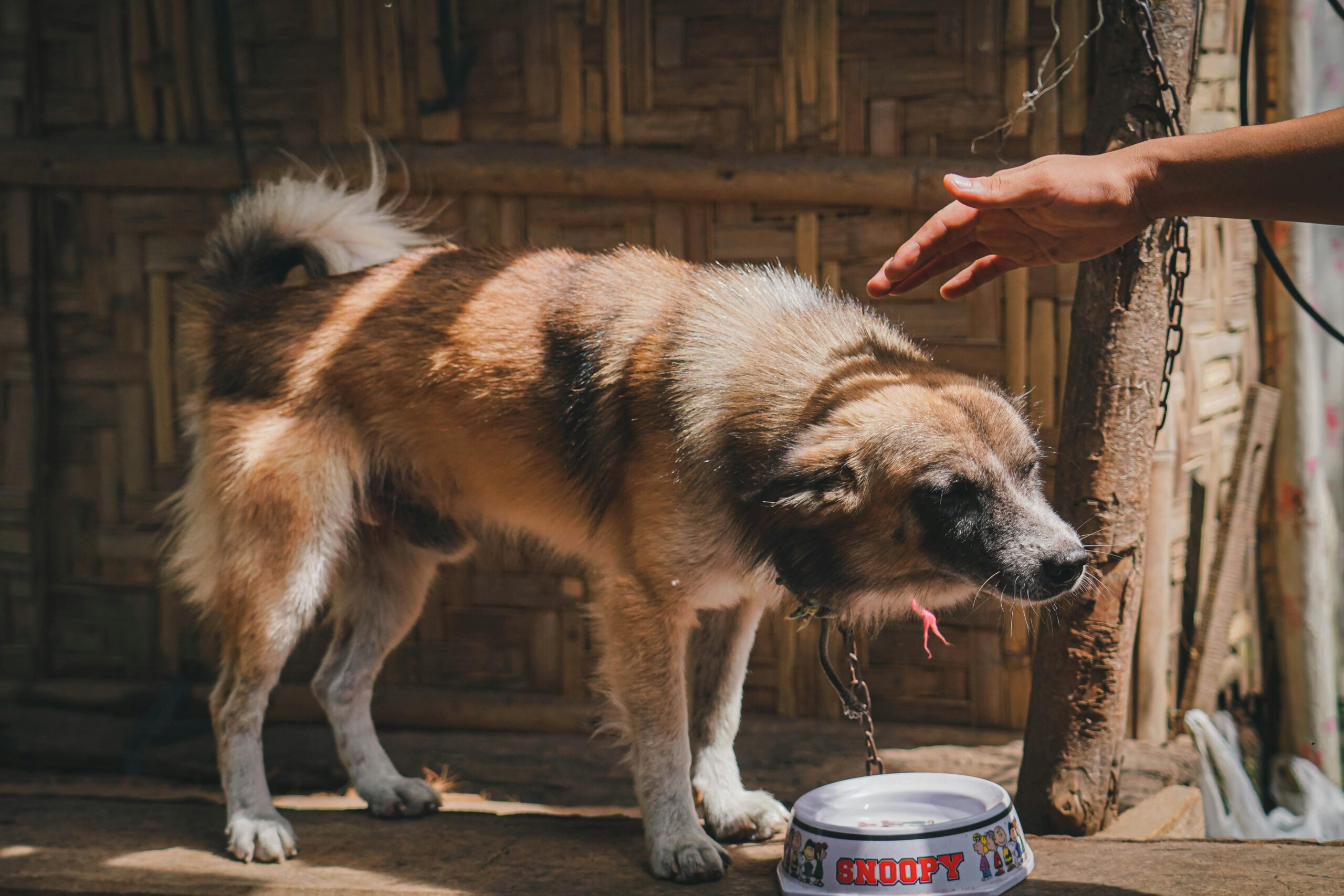 5 Hidden Signs of Dehydration in Dogs That Can Turn Dangerous Overnight