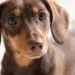 27 Adorable Weenie Dogs Names That Will Melt Hearts Instantly