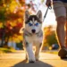 12 Heart-Saving Siberian Husky Puppy Training Tips for Stress-Free Walks in Weeks