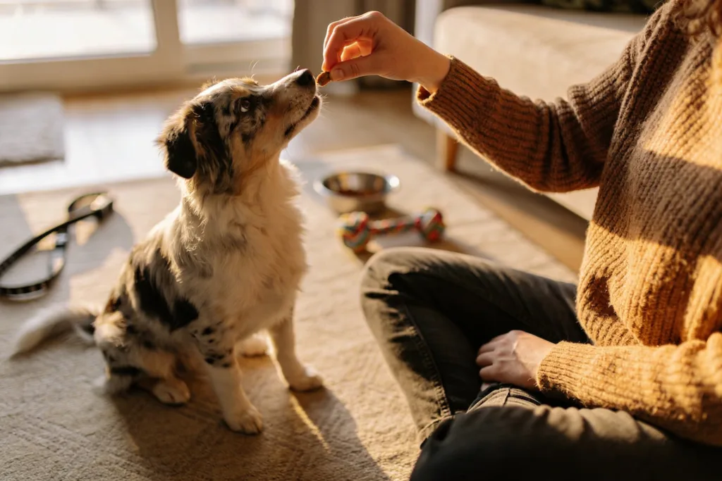 9 Genius Ways to Bond with Your New Dog Before the First Month Ends