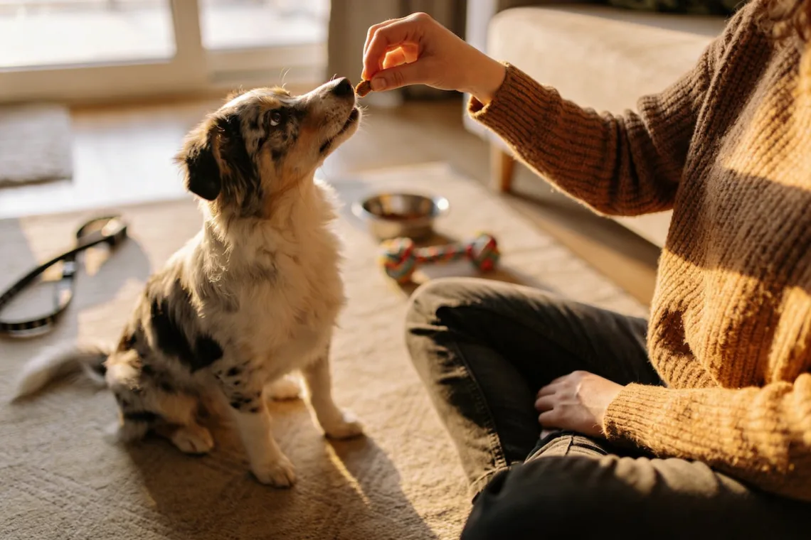 9 Genius Ways to Bond with Your New Dog Before the First Month Ends