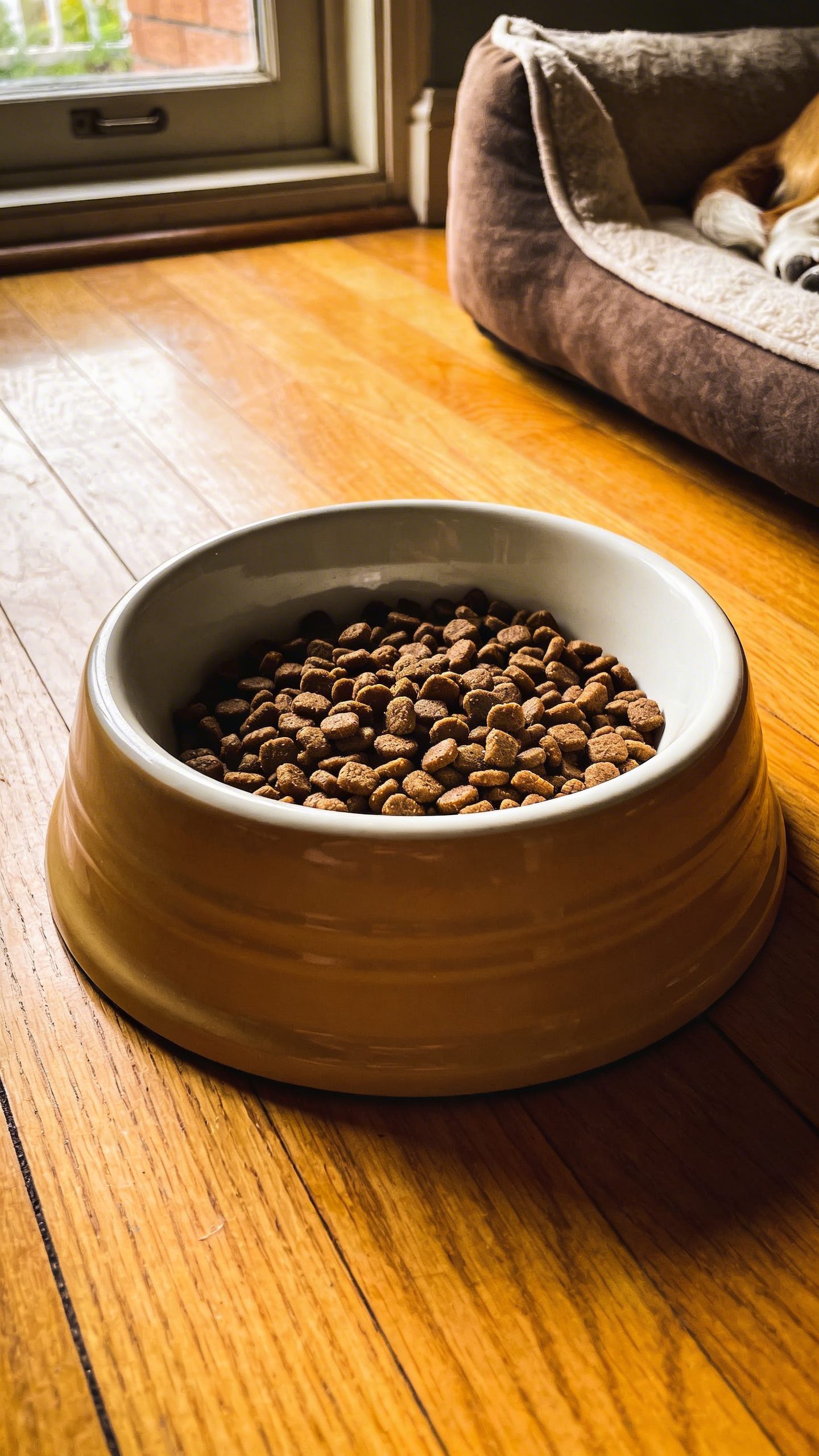 Dog food bowl at exact feeding time, routine