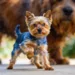 15 Honest Reasons Why You Should Never Own Yorkshire Terriers