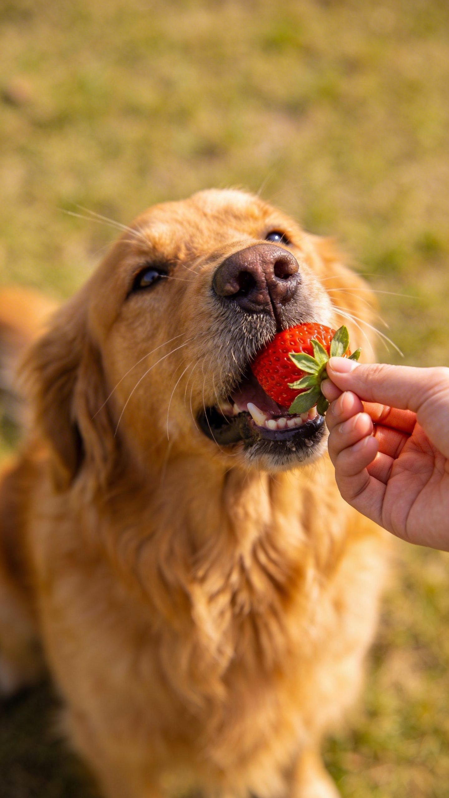 Golden retriever eating fresh strawberry from owner's hand