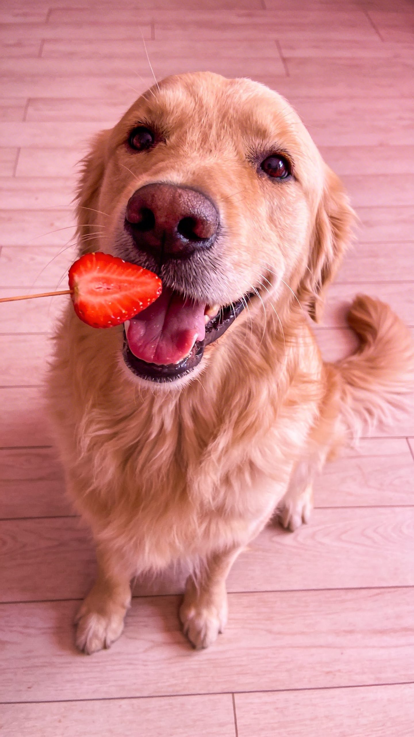 Happy dog with strawberry piece near mouth