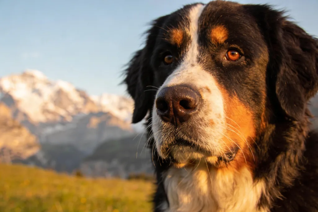 11 Adorable Bernese Mountain Dog Facts That Explain Their Gentle Giant Personality