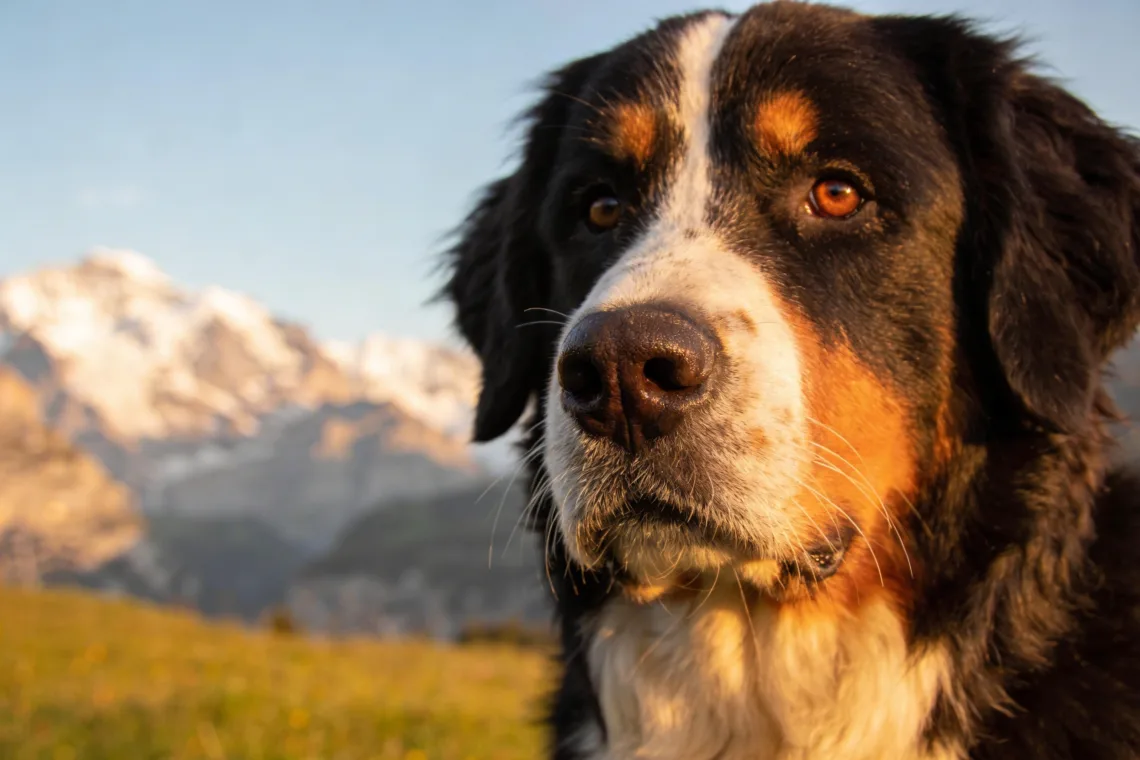11 Adorable Bernese Mountain Dog Facts That Explain Their Gentle Giant Personality