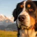 11 Adorable Bernese Mountain Dog Facts That Explain Their Gentle Giant Personality